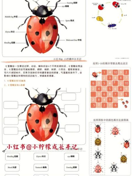 七星瓢虫吃什么(它们是怎样消灭害虫的)