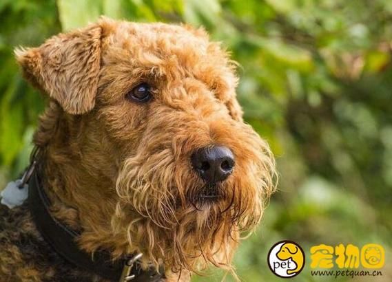 万能梗( 它们到底适合做什么)
