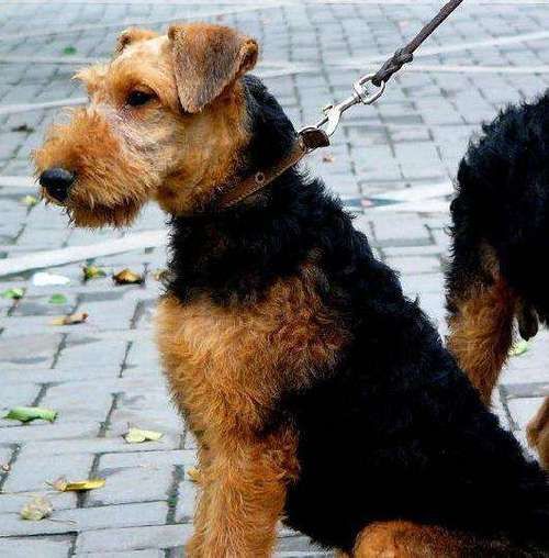万能犬(它适合生活在城市吗)