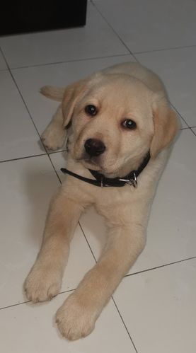 三泰拉布拉多犬舍(它的拉布拉多犬怎么样)