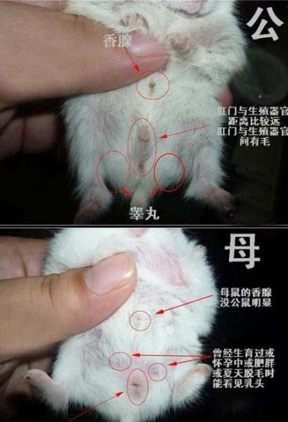 三线仓鼠(你了解它们吗)