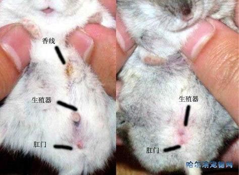 三线仓鼠(你了解它们吗)