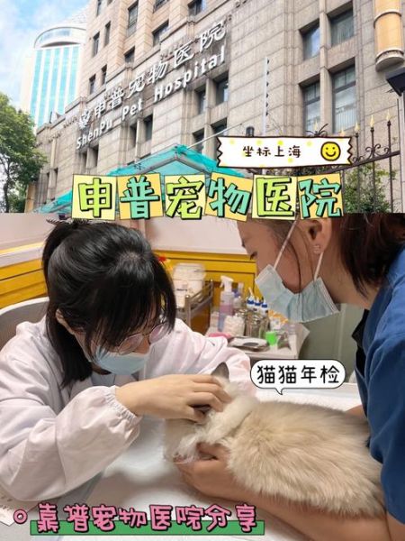 上海宠物医院咨询(怎么选最适合我的)