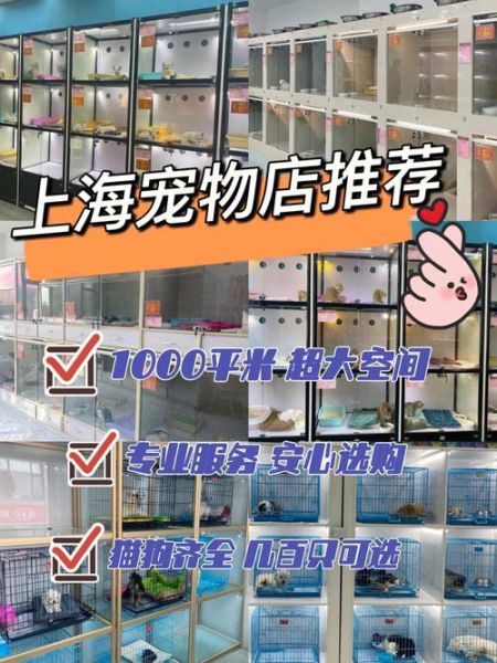 上海宠物市场(靠谱商家怎么找)