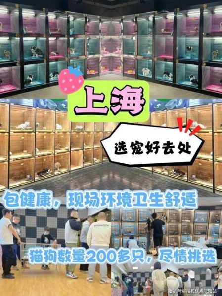 上海宠物店(上海哪家性价比最高)