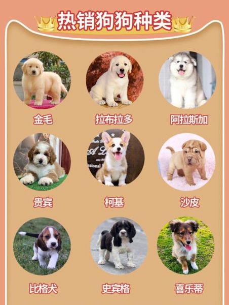 上海宠物狗(怎么选靠谱的)