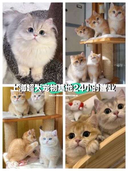 上海宠物狗(怎么选靠谱的)