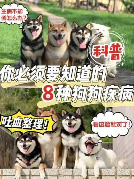 上海宠物狗市场(怎么避免买到病狗)