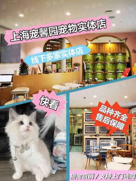 上海宠物猫专卖店(你家附近有吗)
