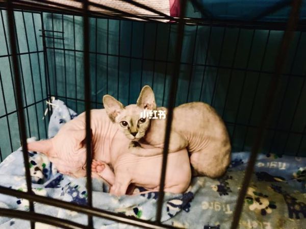 上海宠物猫领养(有哪些需要提前了解的)