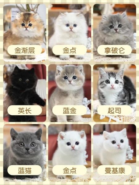 上海宠物猫领养(有哪些需要提前了解的)