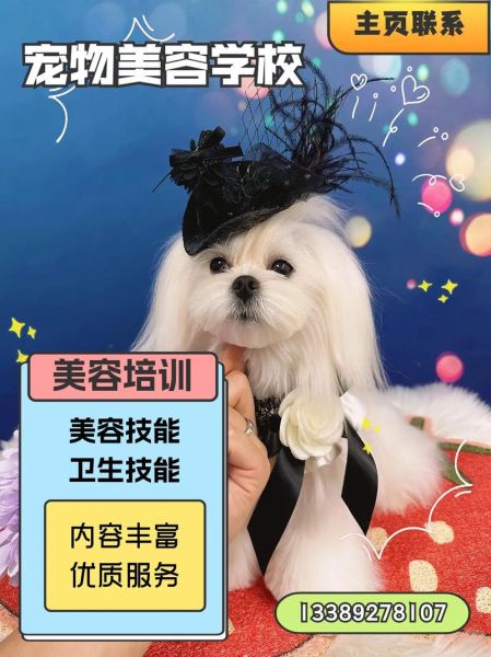 上海宠物美容培训学校(上海哪家培训学校靠谱)