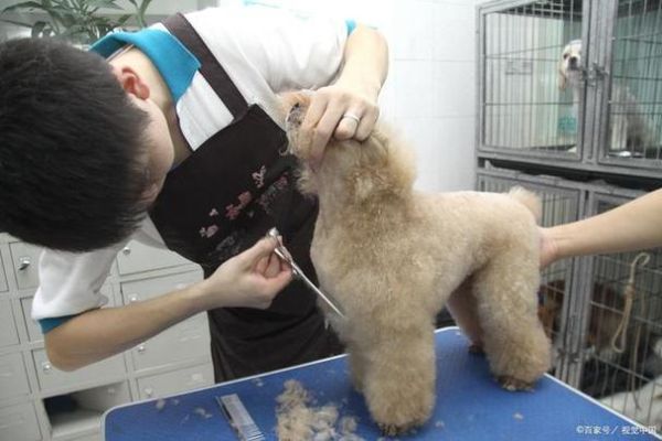 上海宠物美容师( 怎么才能找到合适的)