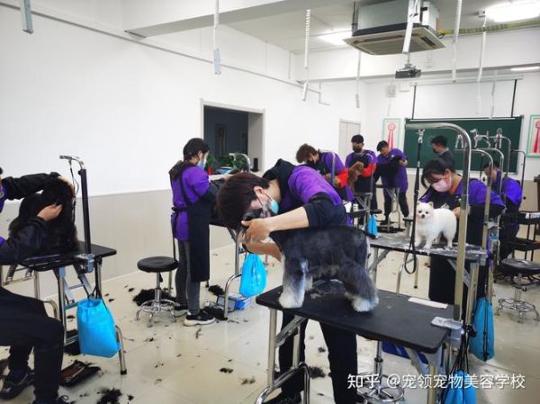 上海宠物美容师培训(上海哪里有专业的宠物美容师培训)