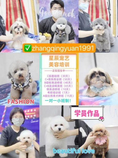 上海宠物美容师培训学校(上海宠物美容师培训学校教你)