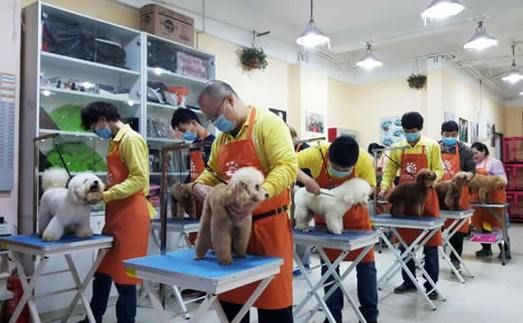 上海宠物美容师培训学校(上海宠物美容师培训学校教你)