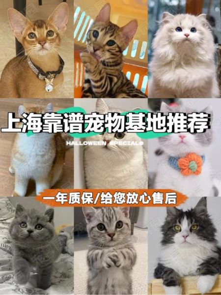 上海宠物群(到底该加哪个)