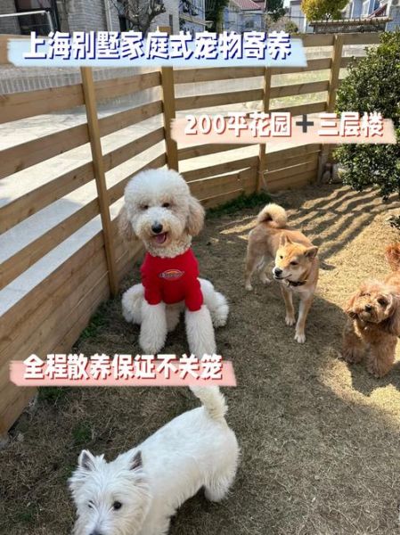 上海宠物论坛(能找到合适的宠物寄养吗)