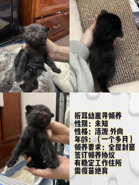 上海宠物领养(怎么才能找到合适的狗狗猫咪)