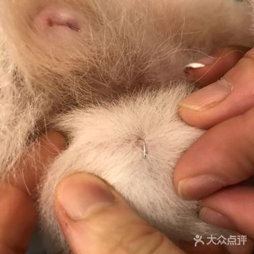 上海申生宠物医院(哪家离我最近)