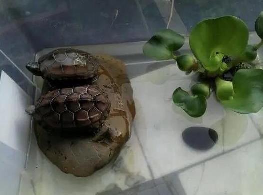 不宜养龟的4个属相(有什么依据吗)