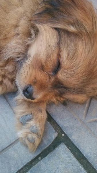 与狗狗做了四个小时都没事(会不会有风险)