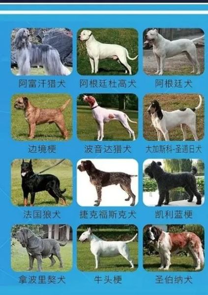 世界上十大禁犬(它们为什么被禁养)