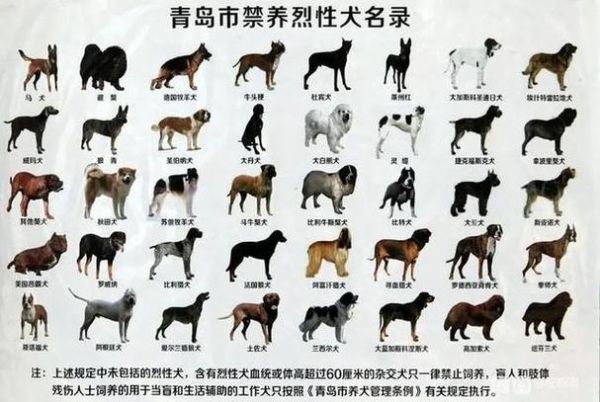 世界上十大禁犬(它们为什么被禁养)