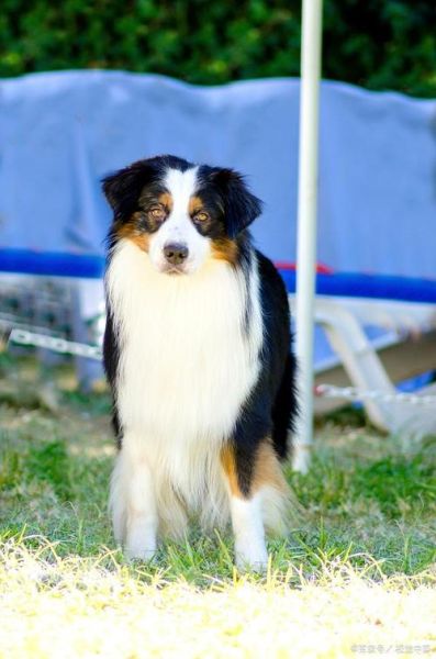 世界上智商最高的狗(边境牧羊犬凭什么排在第一名)