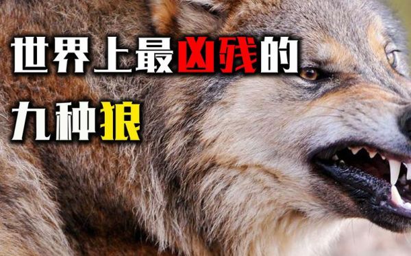 世界上最可怕的狼(它们到底有多凶猛)