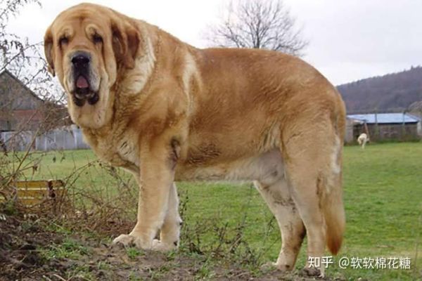 世界上最大的狗(世界上最大的狗究竟有多壮)