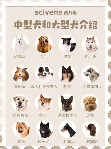 世界上最大的狗排名(你认识它们吗)