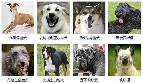 世界上最大的狗排名(你认识它们吗)