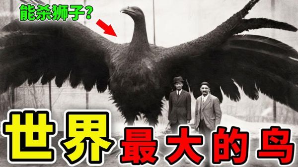 世界上最大的鸟(世界上最大的鸟有多重)