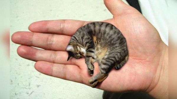 世界上最小的猫( 它比树叶还小)
