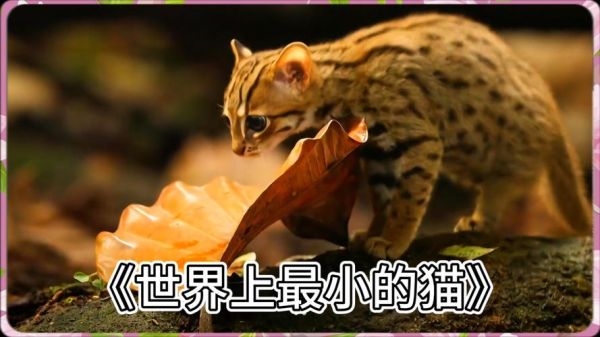 世界上最小的猫( 它比树叶还小)