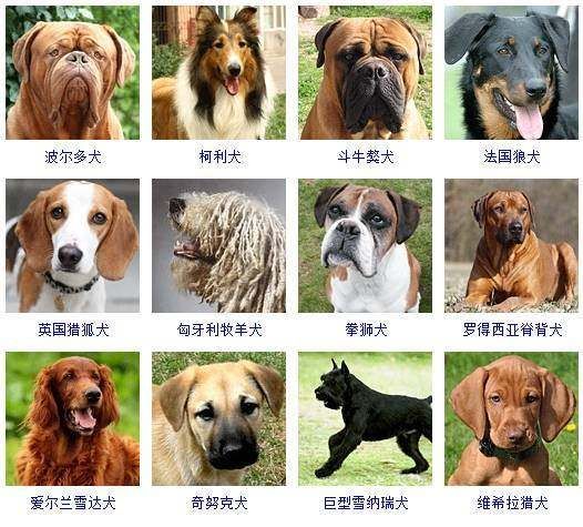 世界上最贵的狗排名(你认为值得吗)