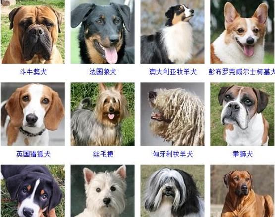 世界名犬图片(你喜欢哪种狗狗的性格)