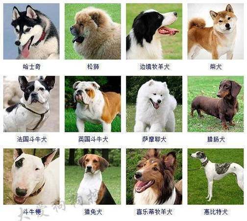 世界名犬图片(你喜欢哪种狗狗的性格)