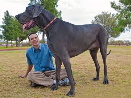 世界名犬排名( 钱包够不够)