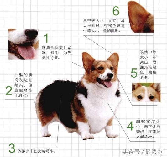 世界最小狗( 体重只有几克)