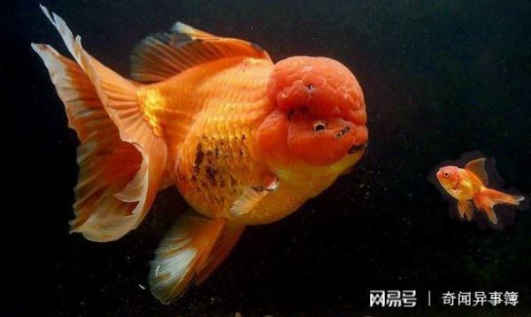 世界最长寿鱼离世(你有没有见过它)