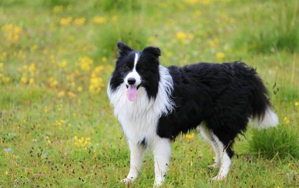 世界犬种智商排行(边境牧羊犬是不是当之无愧的第一名)