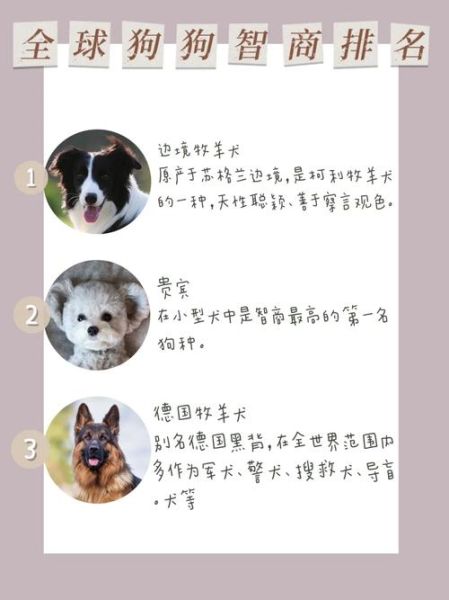 世界狗智商排名(边牧、贵宾、德牧谁更聪明)