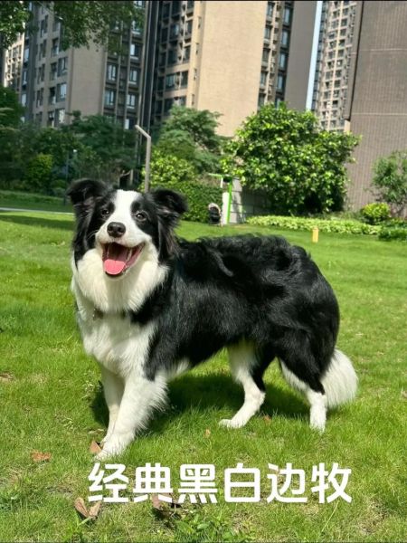 世界狗智商排名(边牧、贵宾、德牧谁更聪明)