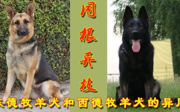 东德牧羊犬(它们真的是两种犬种吗)