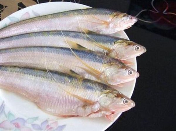 东洋刀鱼(能带来什么乐趣呢)