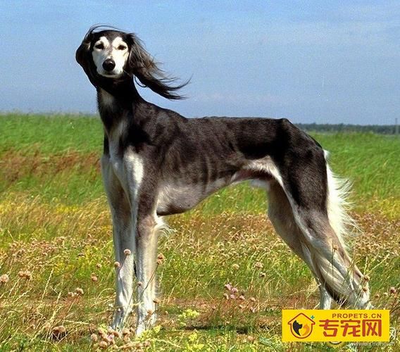 东非猎犬(它真的适合作为宠物犬吗)