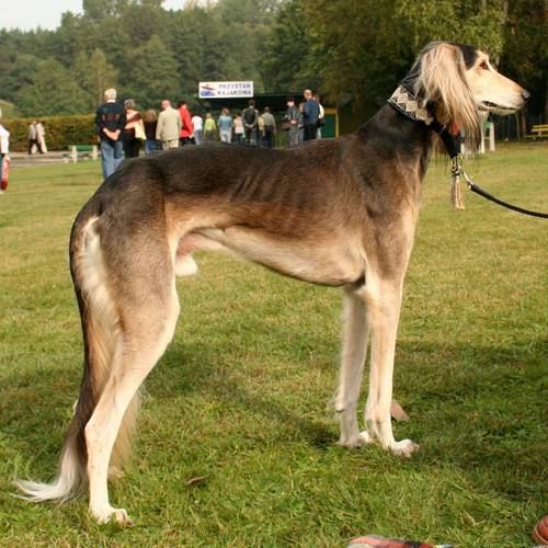 东非猎犬(它真的适合作为宠物犬吗)