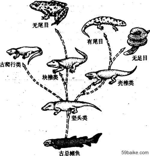 两栖动物有哪些(它们是怎样进化的)